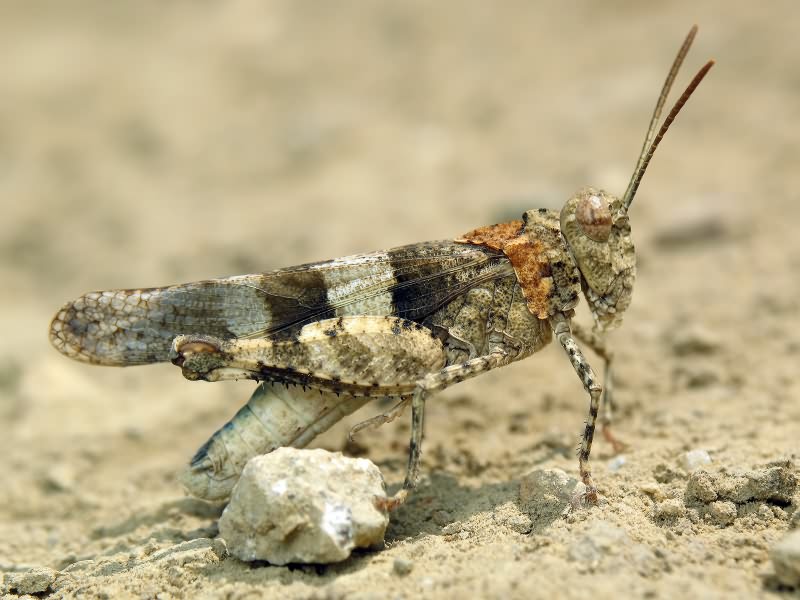 Oedipoda caerulescens (Linnaeus, 1758)